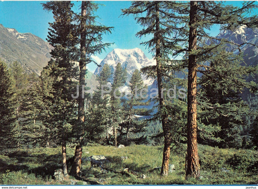 Arolla et Mont Collon - 2750 - 1974 - Switzerland - used - JH Postcards