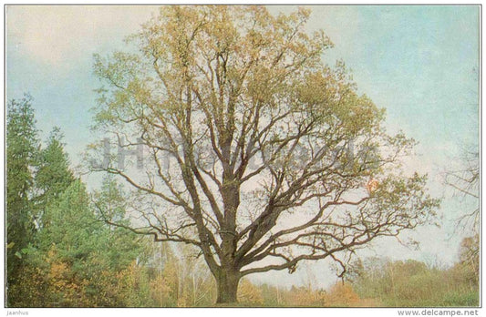 Trigorskoye - The Solitary Oak - Mikhaylovskoye Museum Reserve - Pushkin - 1970 - Russia USSR - unused - JH Postcards