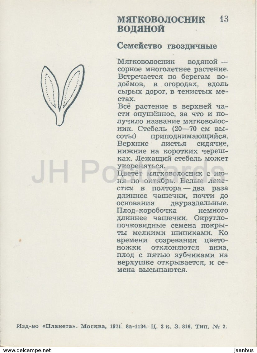 Giant Chickweed - Myosoton aquaticum - Wild Flowers - 1971 - Russia USSR - unused