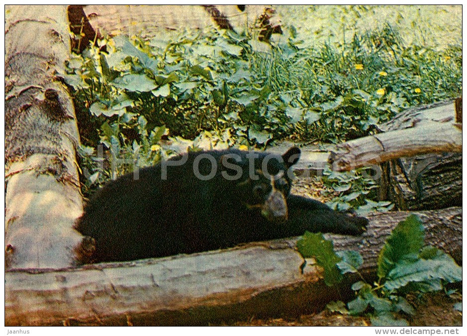 Spectacled bear - Tremarctos ornatus - Moscow Zoo - 1982 - Russia USSR - unused - JH Postcards