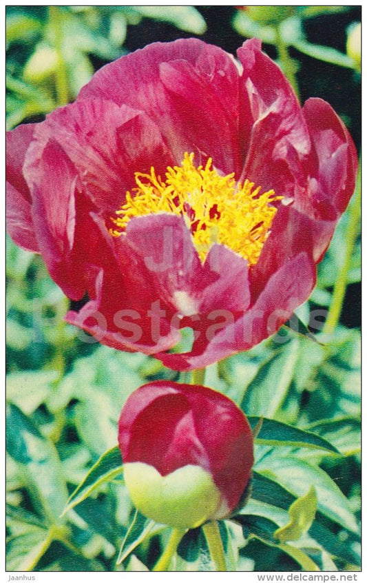 peony Flame - flowers - 1972 - Russia USSR - unused - JH Postcards