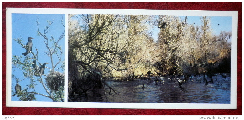 Great Cormorant - Phalacrocorax carbo - birds - 1982 - Russia USSR - unused - JH Postcards