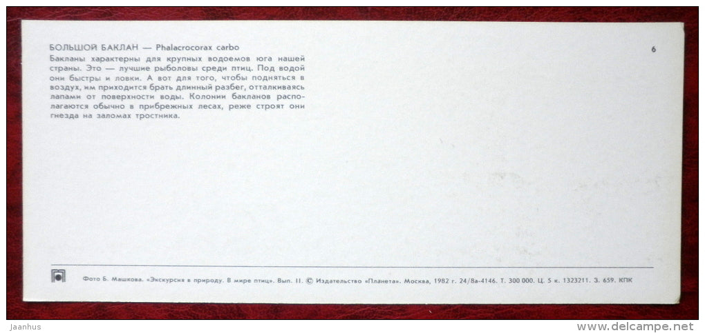 Great Cormorant - Phalacrocorax carbo - birds - 1982 - Russia USSR - unused - JH Postcards