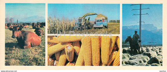 agriculture - cow - corn - sheep - tractor - North Ossetia - 1978 - Russia USSR - unused - JH Postcards