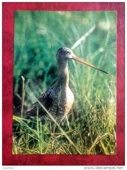 Black-tailed Godwit - Limosa limosa - birds - 1981 - Latvia USSR - unused - JH Postcards