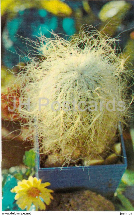 Cephalocereus senilis - cactus - flowers - 1974 - Russia USSR - unused - JH Postcards
