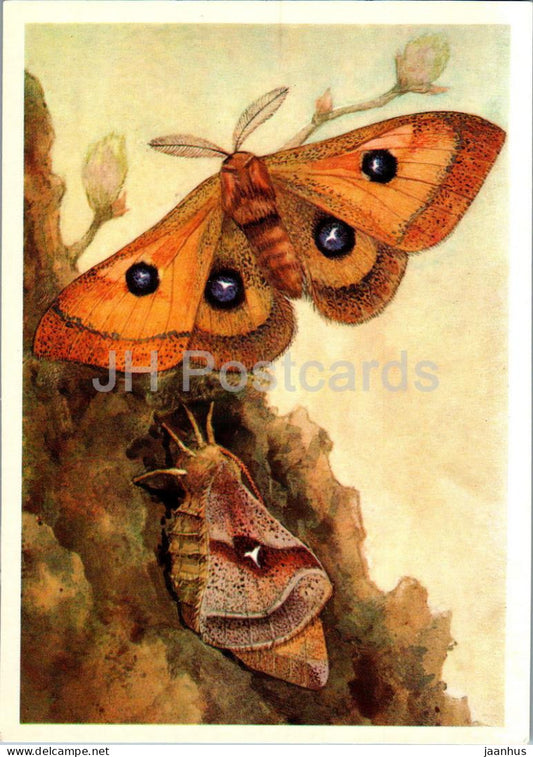 Tau emperor - Aglia tau - butterfly - butterflies - 1976 - Russia USSR - unused - JH Postcards