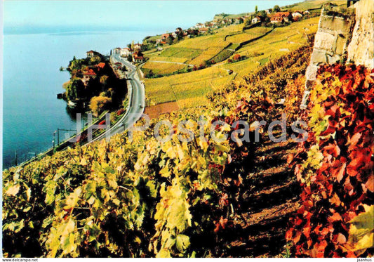 Rivaz - Lac Leman - vineyard - 9228 - Switzerland - unused - JH Postcards