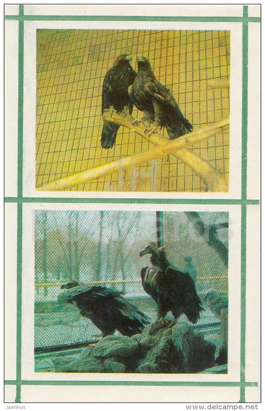 Eagle - Black Vuture - Kiev Kyiv Zoo - 1976 - Ukraine USSR - unused - JH Postcards
