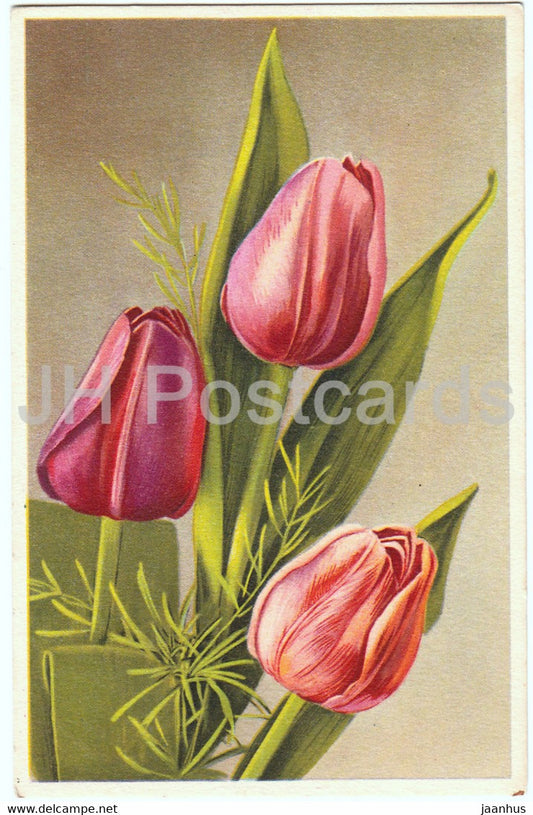 flowers - tulips - illustration - SP - 0366 - old postcard - 1945 - Belgium - used - JH Postcards