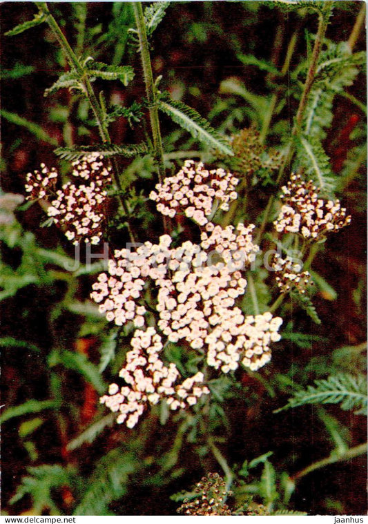 Achillea millefolium - Yarrow - Medicinal Plants - 1977 - Russia USSR - unused - JH Postcards