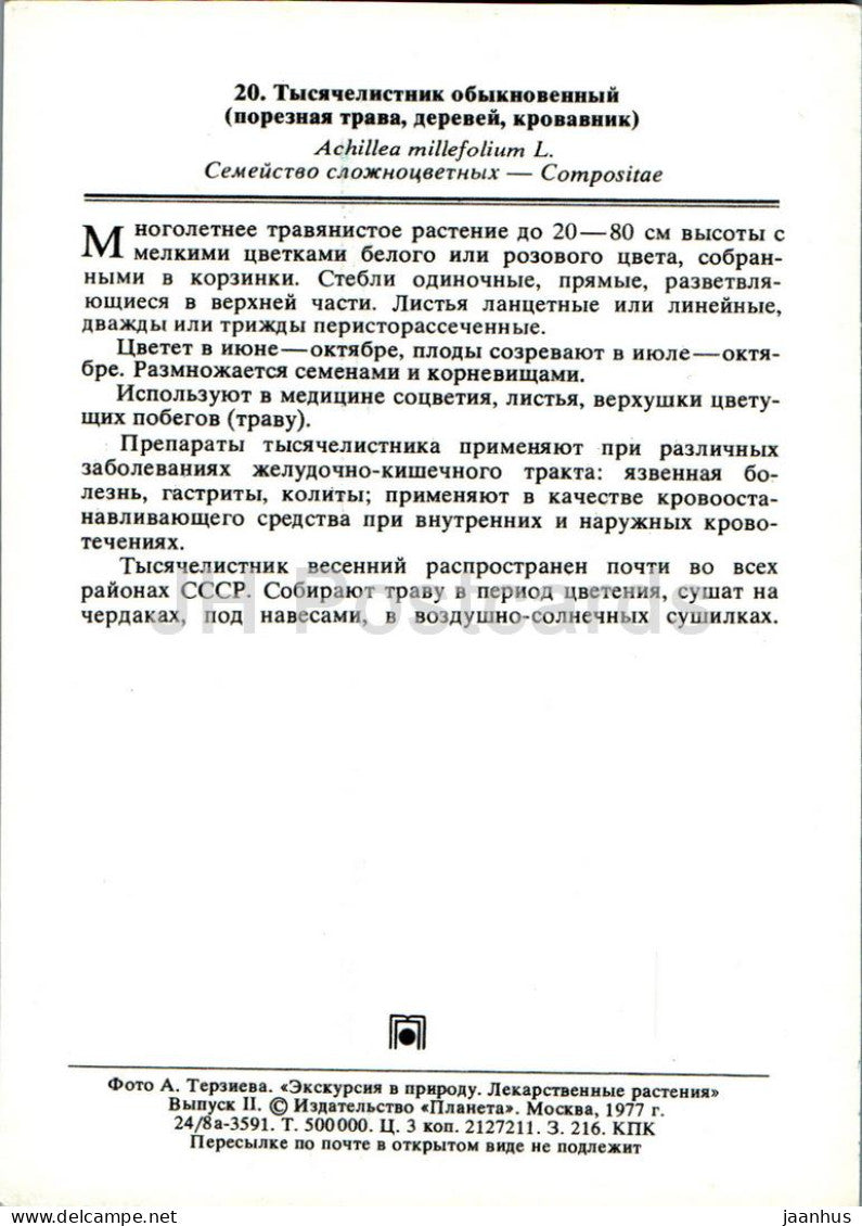 Achillea millefolium - Yarrow - Medicinal Plants - 1977 - Russia USSR - unused