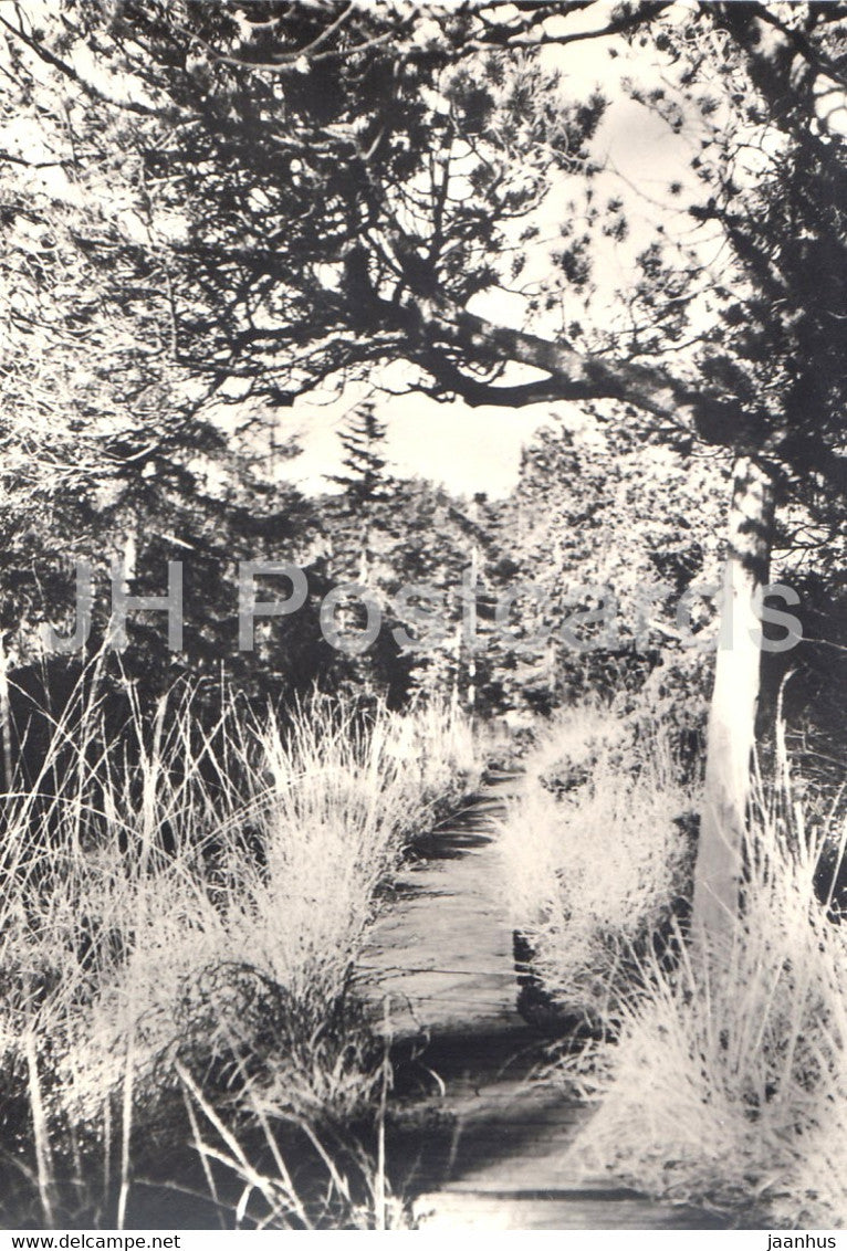 Naturschutzgebiet Georgenfelder Hochmoor - 2 - Germany DDR - unused - JH Postcards