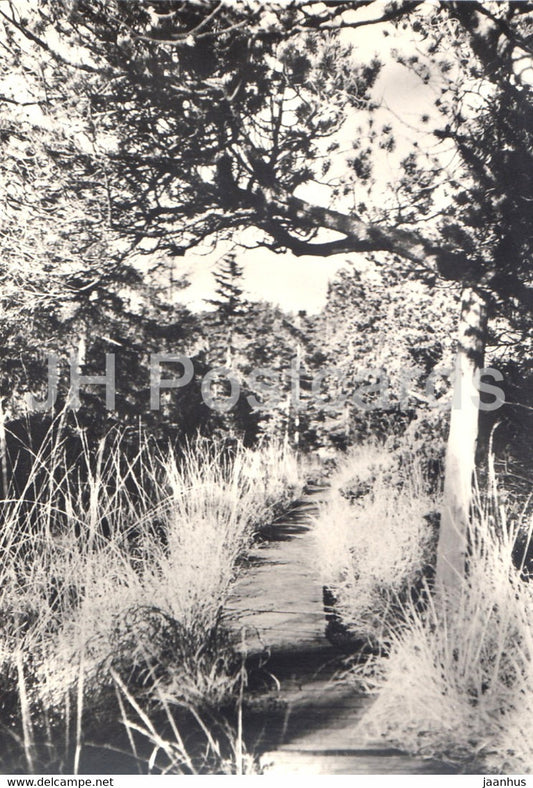 Naturschutzgebiet Georgenfelder Hochmoor - 2 - Germany DDR - unused - JH Postcards