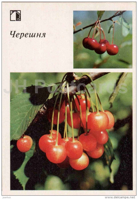 Cherry - fruit and berry crops - garden - 1986 - Russia USSR - unused - JH Postcards