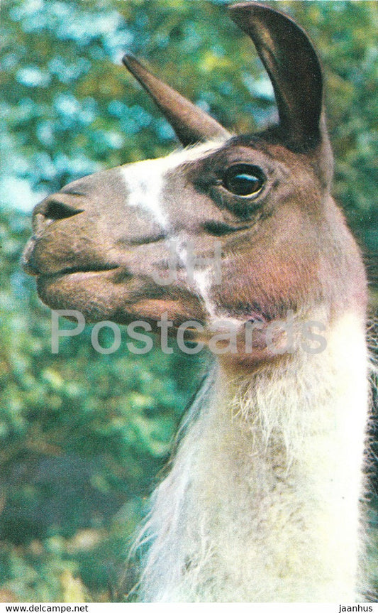 Llama - Lama glama - Moscow Zoo - animals - 1973 - Mexico - unused - JH Postcards