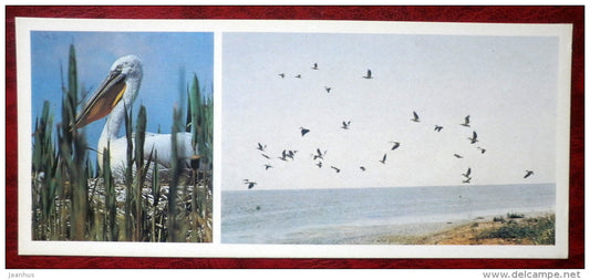 Great White Pelican - Pelecanus onocrotalus - birds - 1982 - Russia USSR - unused - JH Postcards