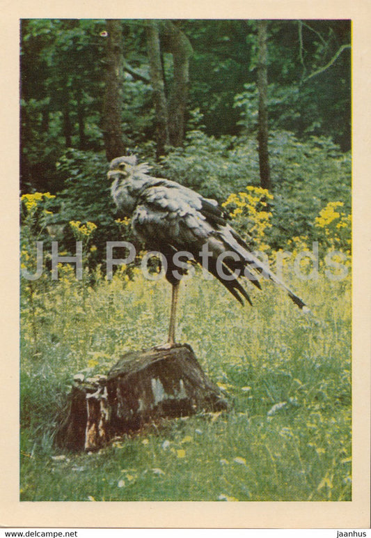 Riga Zoo - Secretarybird - Sagittarius serpentarius - birds - Latvia USSR - unused - JH Postcards
