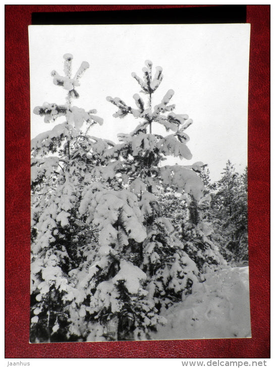 snowy firs - forest - 1973 - Estonia USSR - unused - JH Postcards
