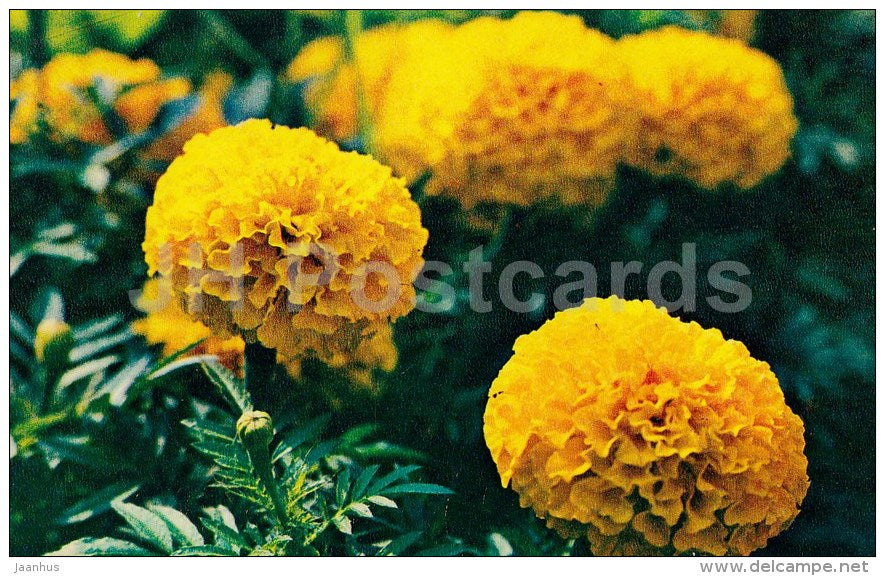 yellow Marigold - flowers - 1972 - Russia USSR - unused - JH Postcards