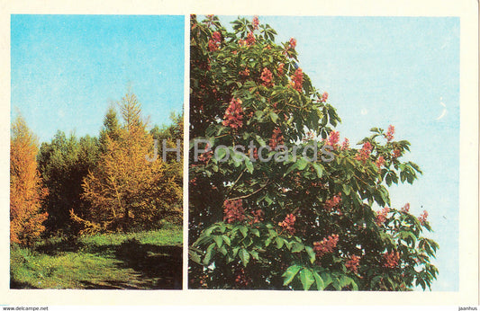 Central State Botanical Garden of Ukraine SSR - Siberian larch - Red horse-chestnut - 1978 - Ukraine USSR - unused - JH Postcards