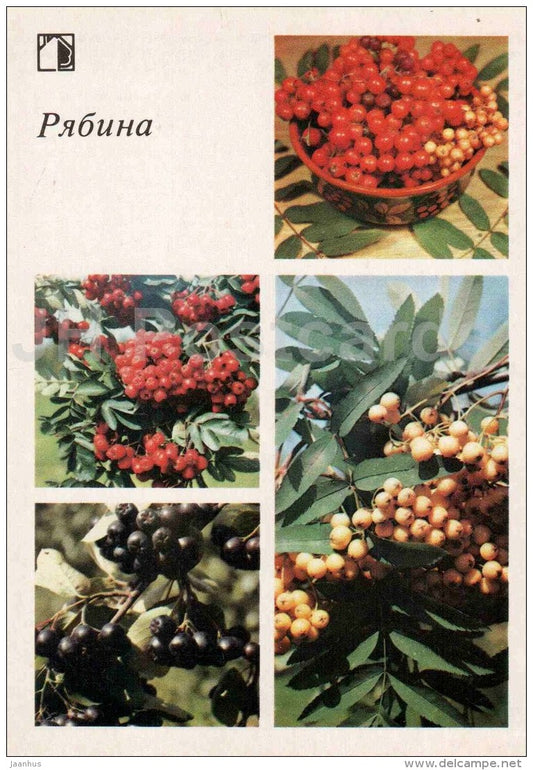 Rowan - rowanberry - fruit and berry crops - garden - 1986 - Russia USSR - unused - JH Postcards