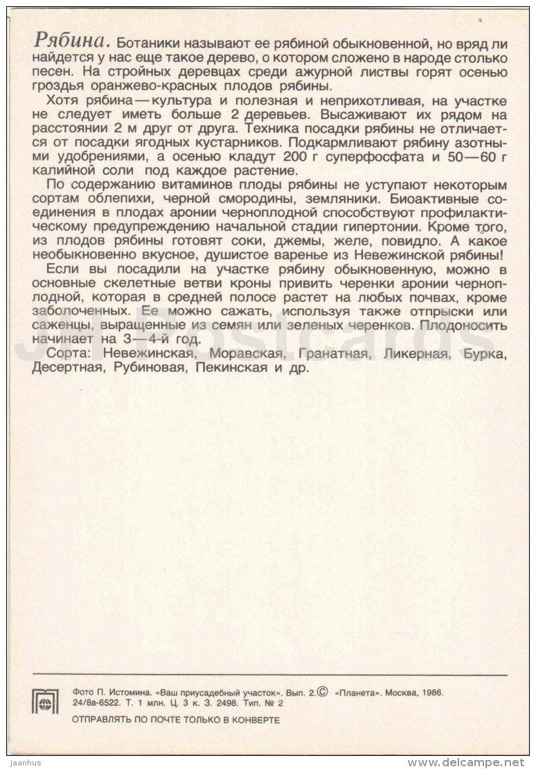 Rowan - rowanberry - fruit and berry crops - garden - 1986 - Russia USSR - unused - JH Postcards