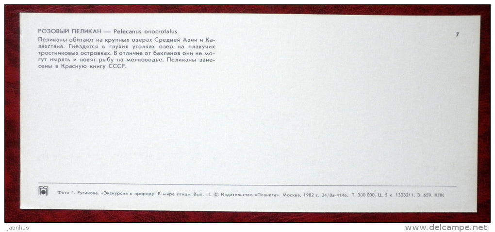 Great White Pelican - Pelecanus onocrotalus - birds - 1982 - Russia USSR - unused - JH Postcards
