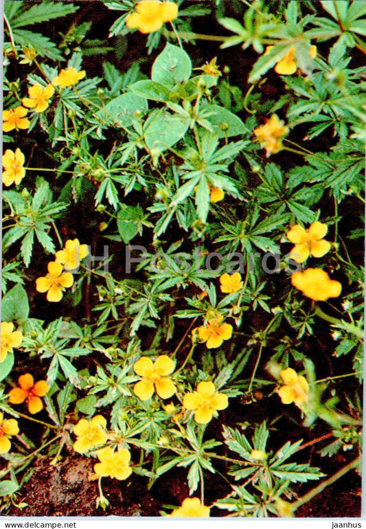Potentilla erecta - Common tormentil - Medicinal Plants - 1977 - Russia USSR - unused - JH Postcards