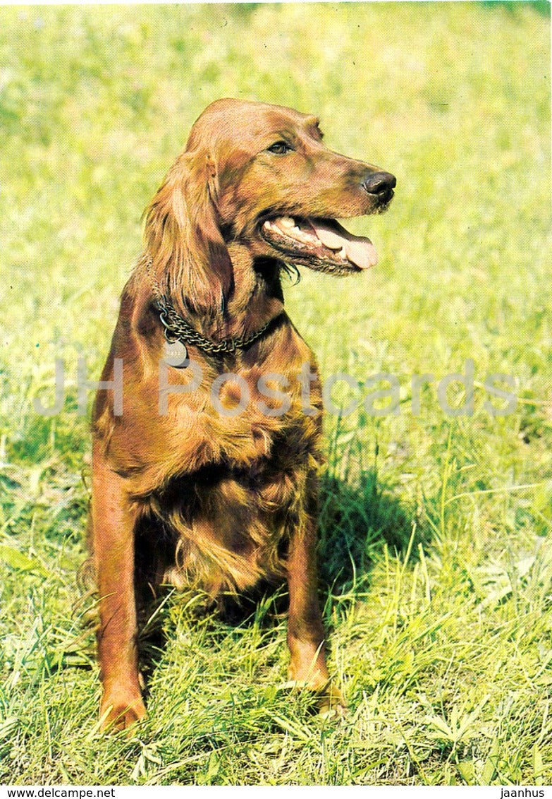 Irish Setter - dog - Czechoslovakia - unused - JH Postcards