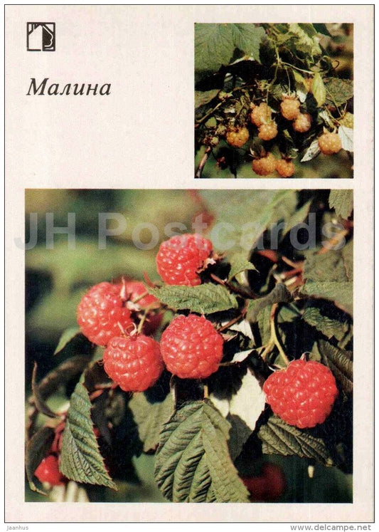 Raspberry - fruit and berry crops - garden - 1986 - Russia USSR - unused - JH Postcards