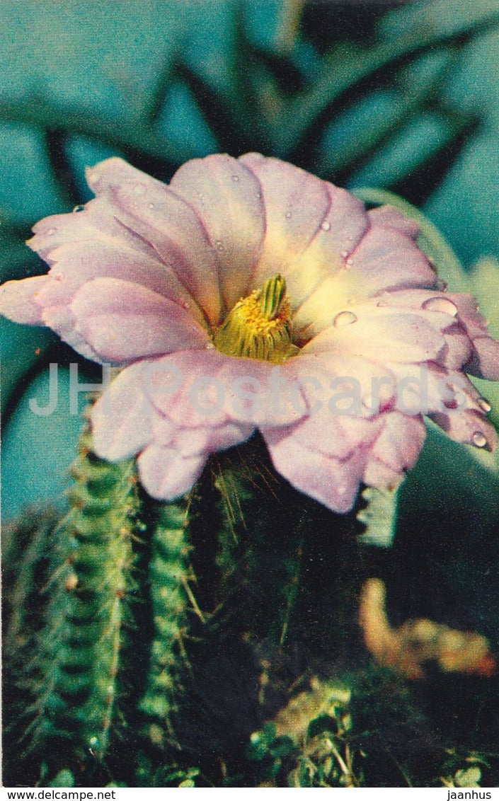 Echinocereus viereckii - Cactus - Flowers - 1972 - Russia USSR - unused - JH Postcards