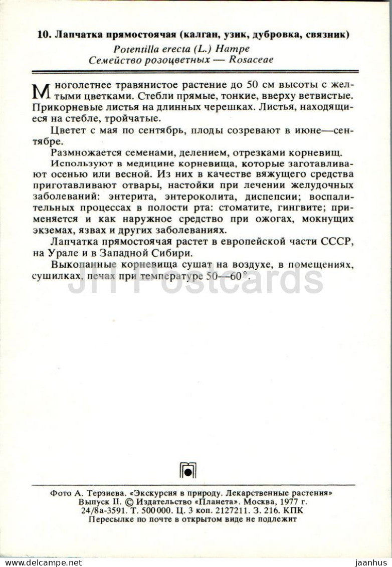 Potentilla erecta - Tourmentille commune - Plantes médicinales - 1977 - Russie URSS - inutilisé 