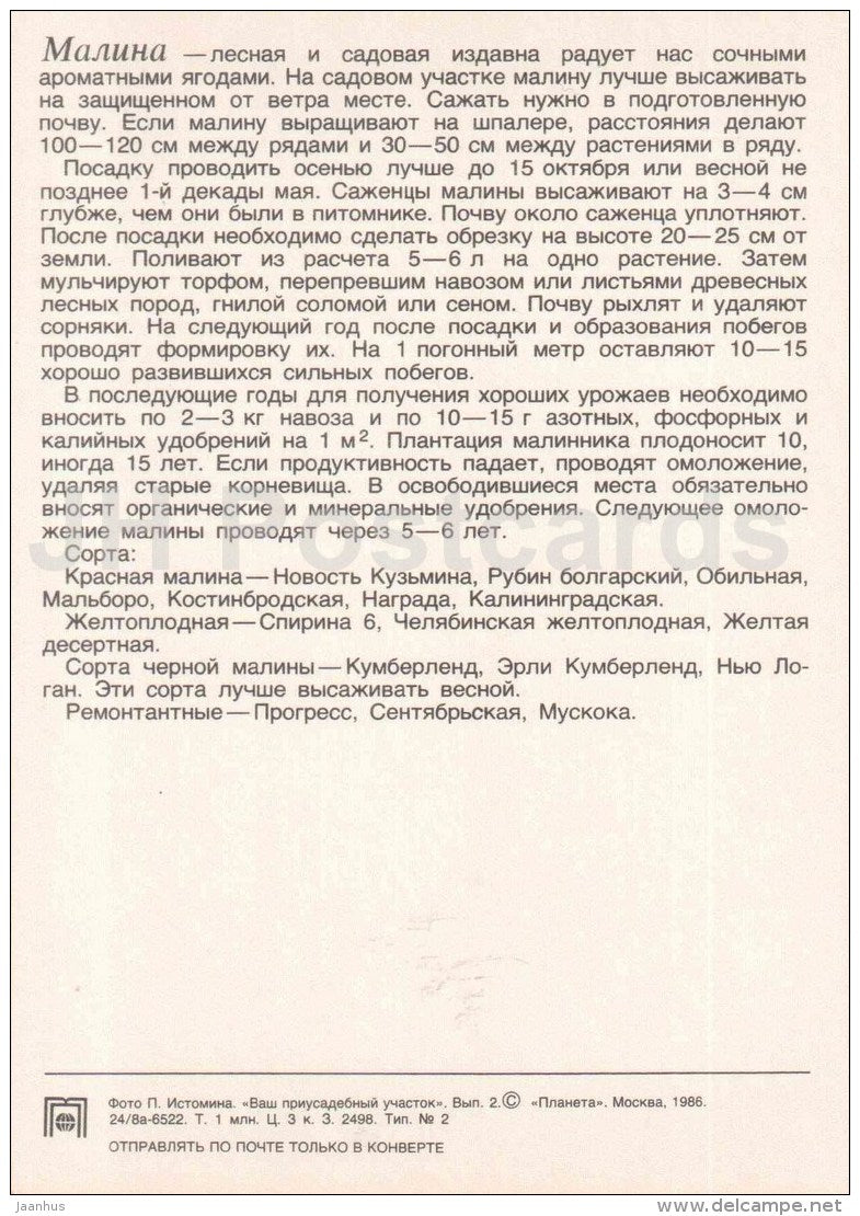Raspberry - fruit and berry crops - garden - 1986 - Russia USSR - unused - JH Postcards