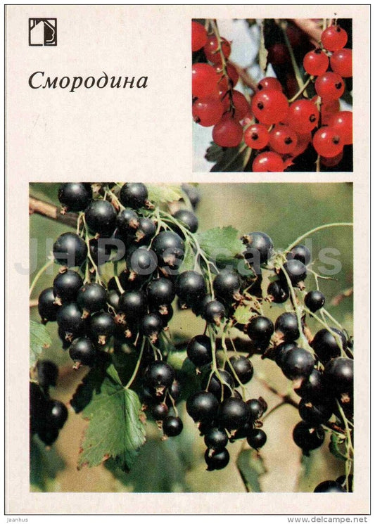 Black and Red Currant - fruit and berry crops - garden - 1986 - Russia USSR - unused - JH Postcards