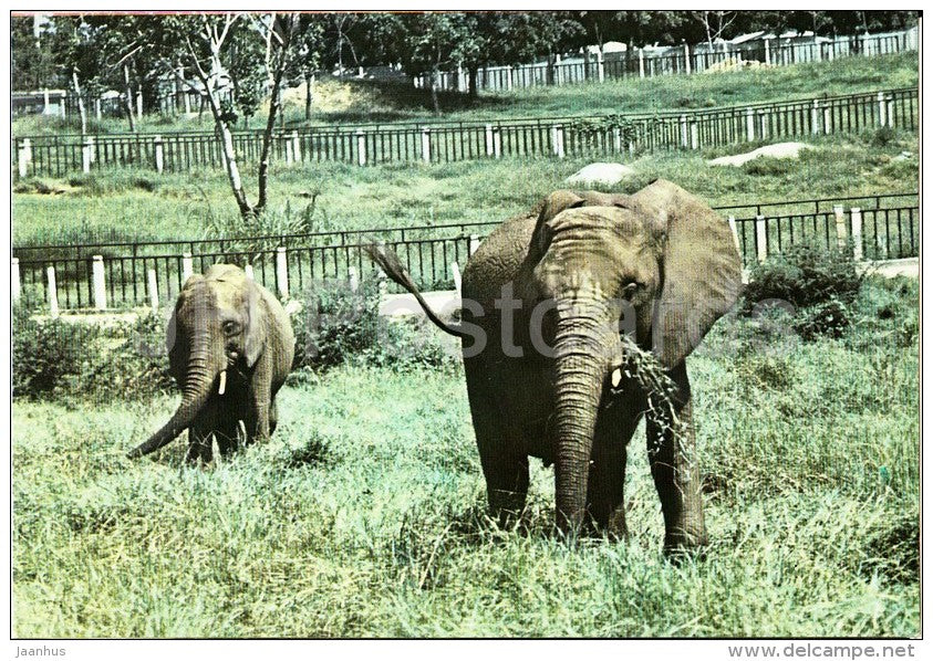 African bush elephant - Loxodonta africana - National Zoo - Cuba - unused - JH Postcards