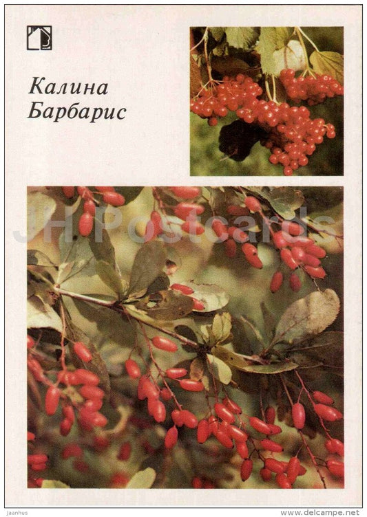 Viburnum - barberry - fruit and berry crops - garden - 1986 - Russia USSR - unused - JH Postcards