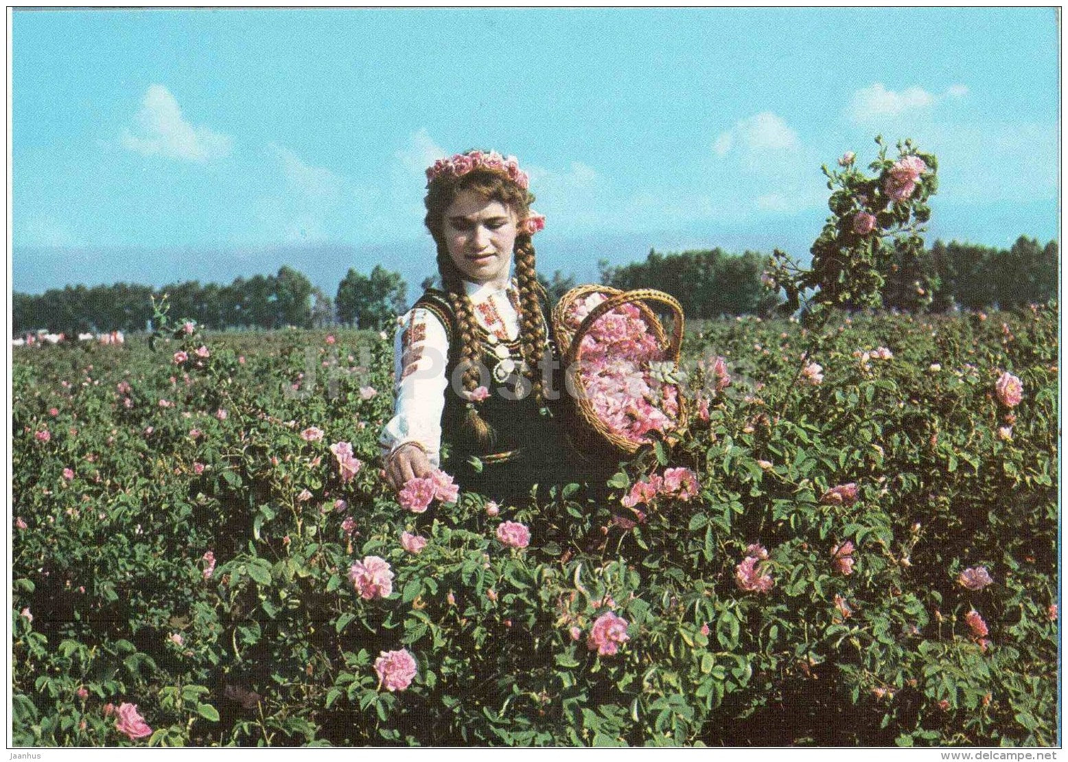 collecting roses - woman in national costumes - Kazanlak - 1979 - Bulgaria - unused - JH Postcards