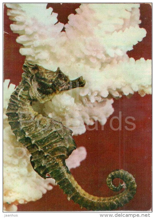 Hippocampus - seahorse - 1975 - Russia USSR - unused - JH Postcards
