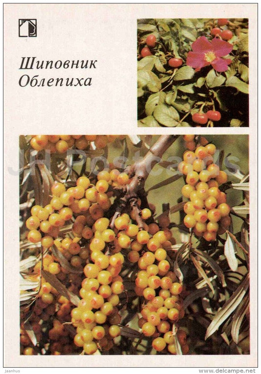 Briar - sea buckthorn - fruit and berry crops - garden - 1986 - Russia USSR - unused - JH Postcards