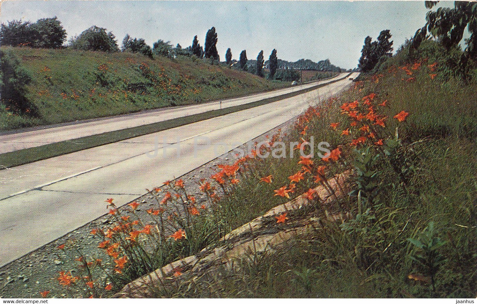 Wild Tiger Lilies bloom profusely along the Pennsylvania Turnpike in June and July - old postcard - 1953 - USA - used - JH Postcards