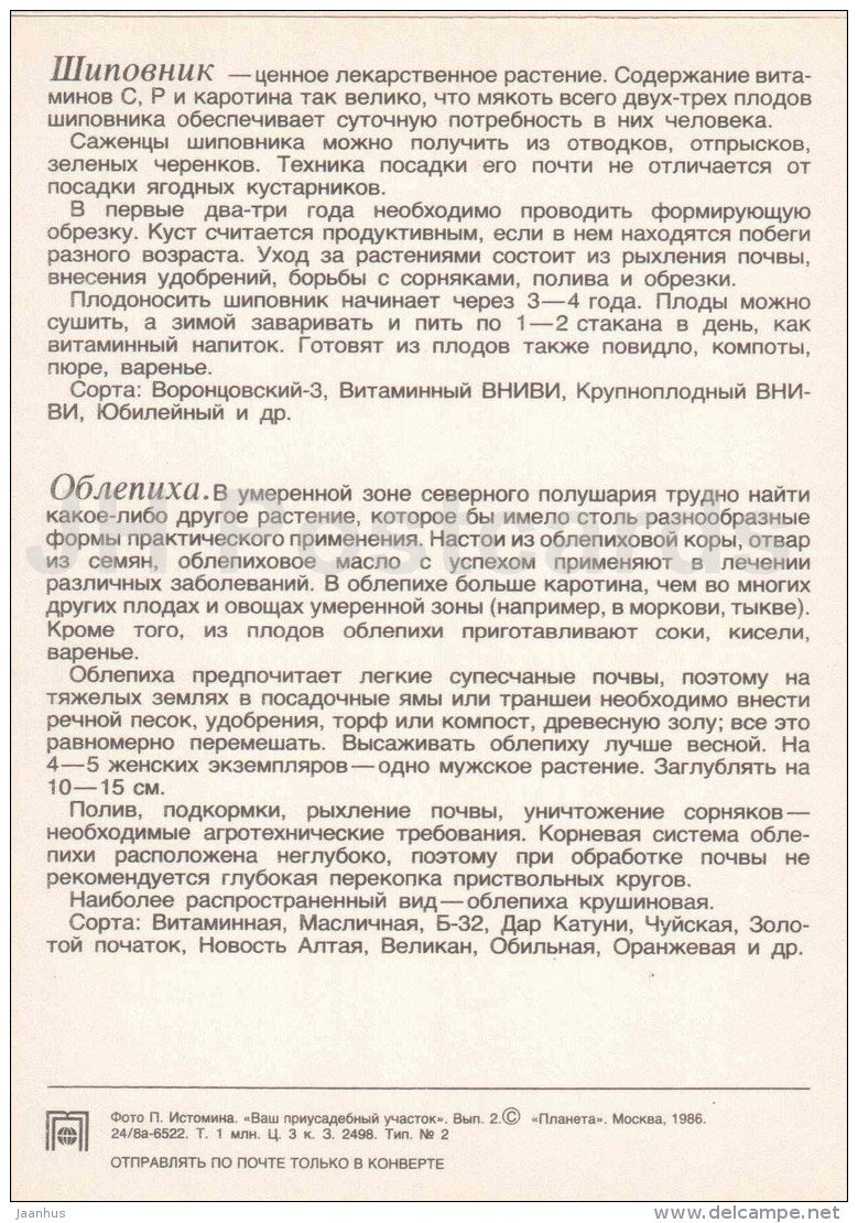 Briar - sea buckthorn - fruit and berry crops - garden - 1986 - Russia USSR - unused - JH Postcards