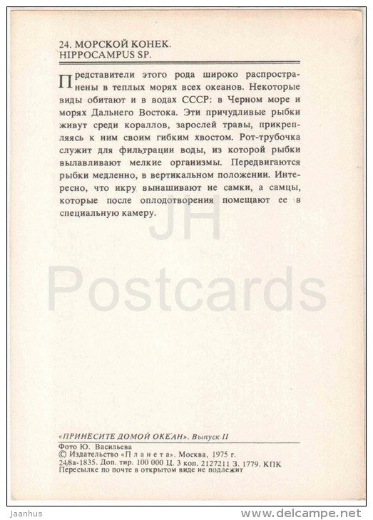 Hippocampus - seahorse - 1975 - Russia USSR - unused - JH Postcards