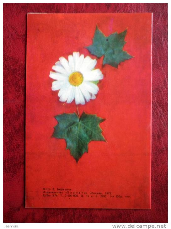greeting card - cornflower - daisy - flowers - 1972 - Russia - USSR - unused - JH Postcards