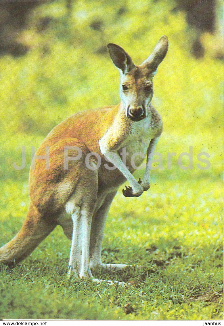 Kangaroo - 1989 - Russia USSR - unused - JH Postcards