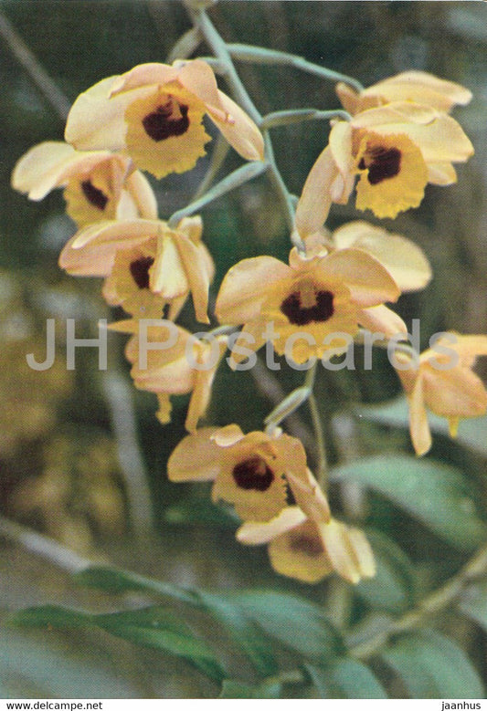 Orchid - Phong Lan - yellow - flowers - Vietnam - unused - JH Postcards