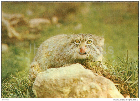 Pallas's cat - Otocolobus manul - Moscow Zoo - 1982 - Russia USSR - unused - JH Postcards