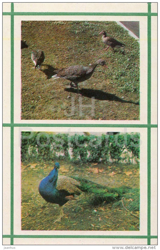 Gray Goose - Peacock - Kiev Kyiv Zoo - 1976 - Ukraine USSR - unused - JH Postcards