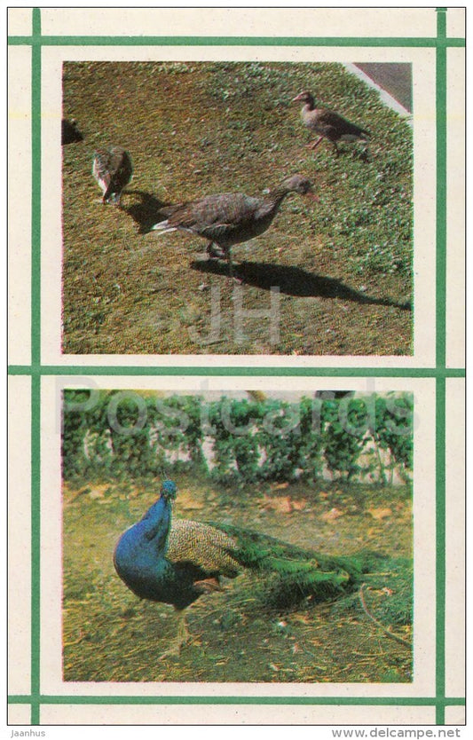 Gray Goose - Peacock - Kiev Kyiv Zoo - 1976 - Ukraine USSR - unused - JH Postcards