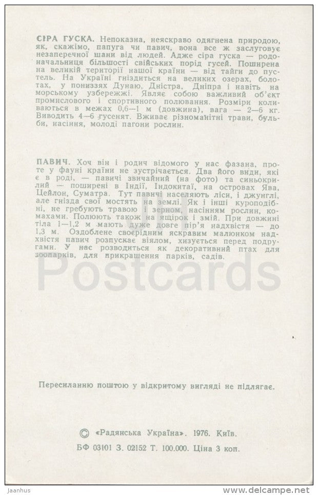 Gray Goose - Peacock - Kiev Kyiv Zoo - 1976 - Ukraine USSR - unused - JH Postcards